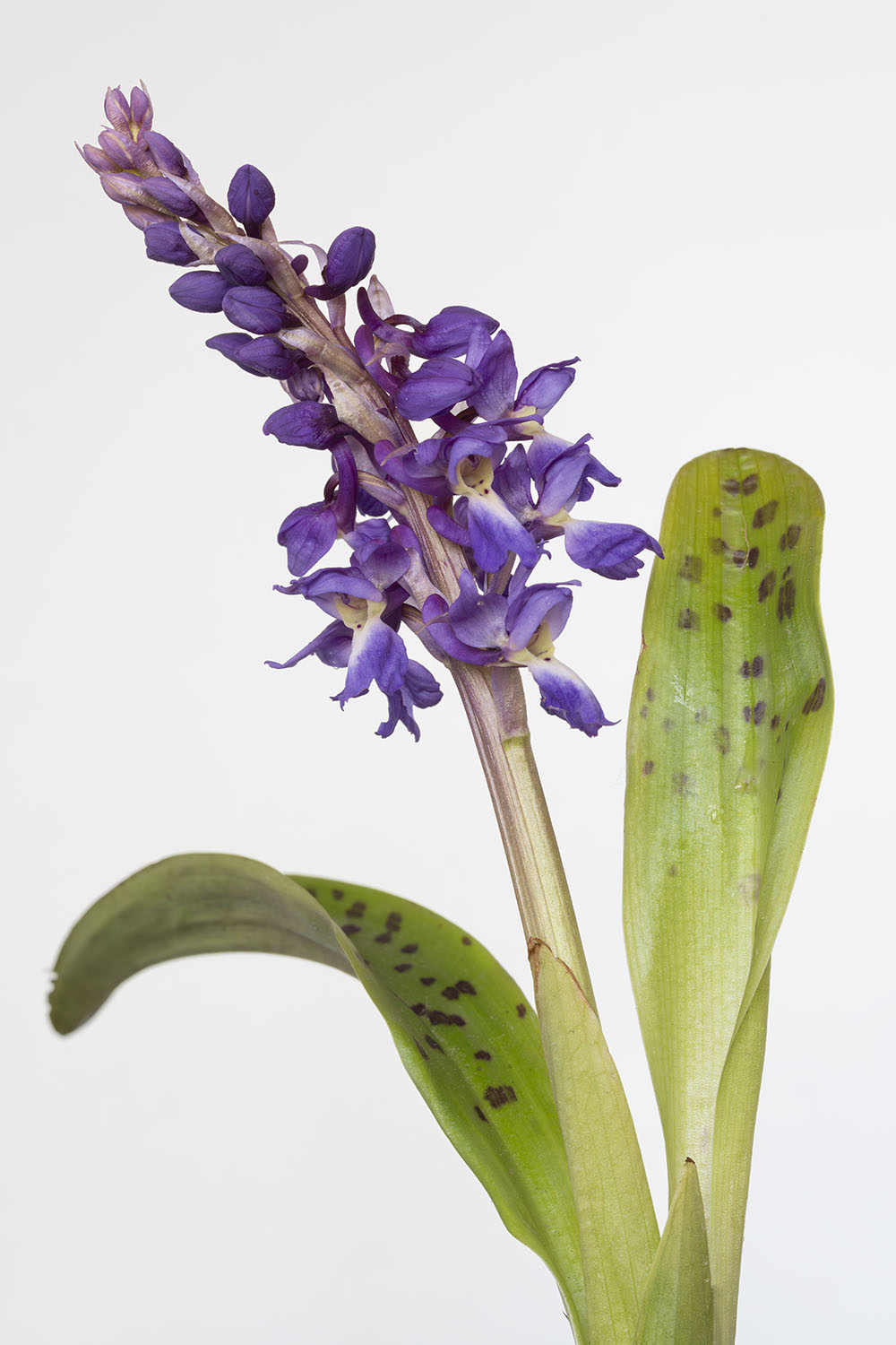 Fleur sauvage du mois de mai, photographiée pendant le confinement